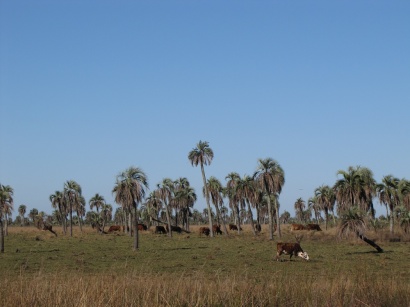 Cows And Different Vegetation